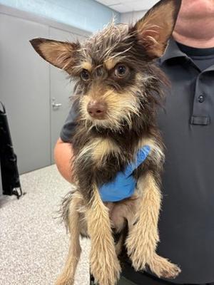 61479368, Terrier Mix, adult, available for adoption