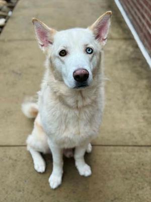 A white dog with blue eyes sitting on a concrete surface.