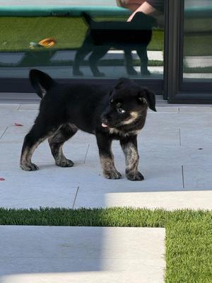 Curse, Shepherd / Pit Bull Terrier, puppy, available for adoption