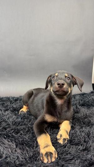 Panther, Husky / Shepherd, puppy, available for adoption