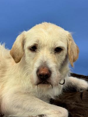 Luna, Labrador Retriever / Poodle, adult, available for adoption