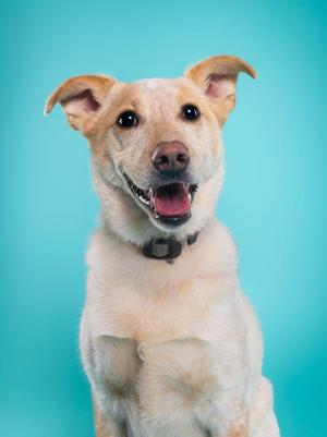 Music Man, Cattle Dog / Shepherd, adult, available for adoption