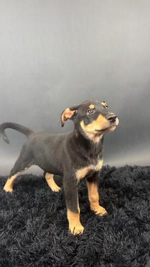Ice, Husky / Shepherd, puppy, available for adoption