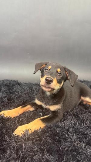 A black and tan puppy with floppy ears lying on a black shaggy rug.