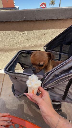 Macro, Chihuahua / Terrier, young, available for adoption