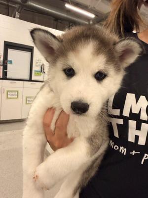 Wigs, Husky / Alaskan Malamute, puppy, available for adoption