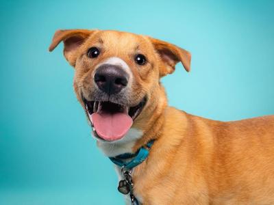 A close-up studio portrait of a happy, light brown dog with its mouth open and tongue out against a teal background.
