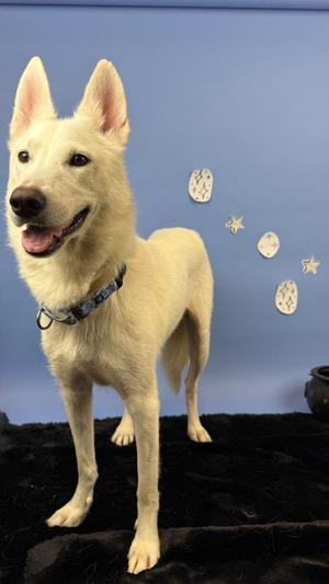 Feyre, German Shepherd Dog / Husky, young, available for adoption