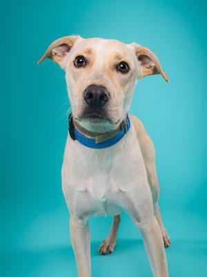 Man O' War, Pit Bull Terrier / Cattle Dog, young, available for adoption
