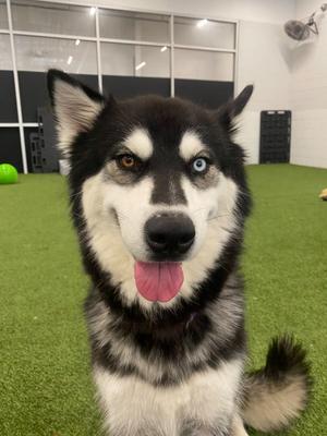 Raven, Husky / Alaskan Malamute, young, available for adoption