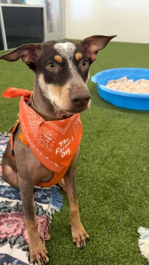 Eco, Australian Shepherd / Cattle Dog, puppy, available for adoption