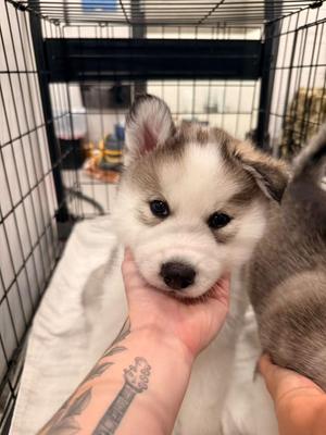Applejack, Husky / Alaskan Malamute, puppy, available for adoption