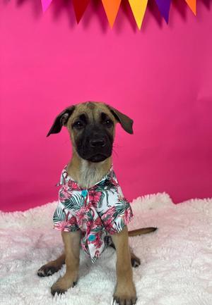 A brown and black puppy wearing a floral shirt, sitting on a white fluffy surface against a pink background with colorful flags.