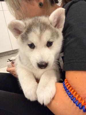 Rhinestone, Husky / Alaskan Malamute, puppy, available for adoption