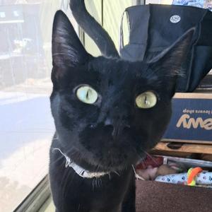 Drew Meowcyntire, adult, available for adoption