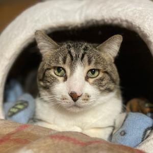 Bert, senior, available for adoption