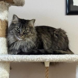 Dotsen, adult, available for adoption