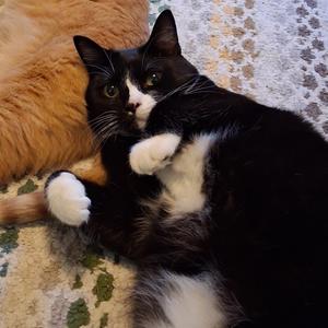 Chocolate Frosty, adult, available for adoption