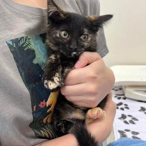Alois, kitten, available for adoption
