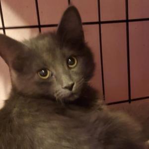 a grey cat