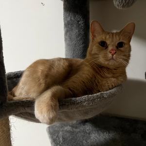 Dozer, adult, available for adoption