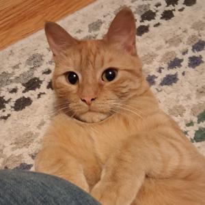 A close-up of a ginger cat lying on a patterned rug, looking directly at the camera with large, expressive eyes.