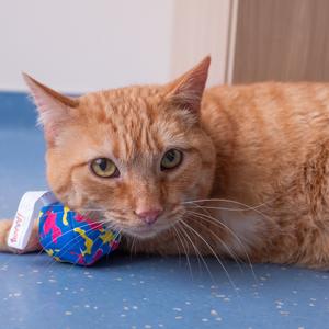 Dandelion, adult, available for adoption
