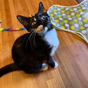 Fleur-de-Lys, kitten, available for adoption