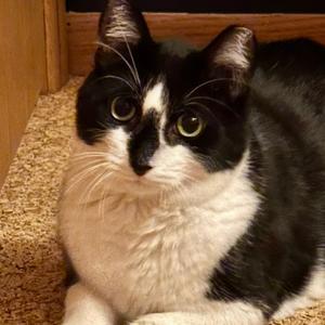 Charley Wilson, adult, available for adoption