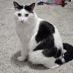Dorian, adult, available for adoption