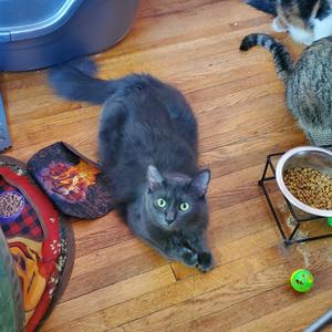 Alexa Bliss, adult, available for adoption