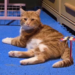 Blarney, adult, available for adoption