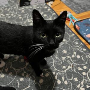 Esmeralda, adult, available for adoption