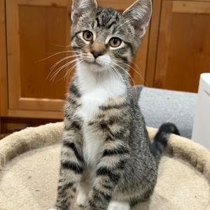 Beetle, kitten, available for adoption