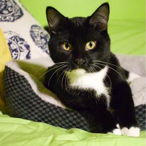 Bubba, kitten, available for adoption