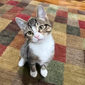 Cicada, kitten, available for adoption