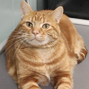 Big Papa, adult, available for adoption