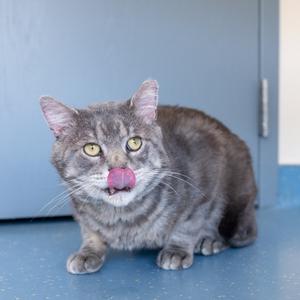 A gray tabby cat with yellow eyes is sitting on a blue floor, licking its nose.