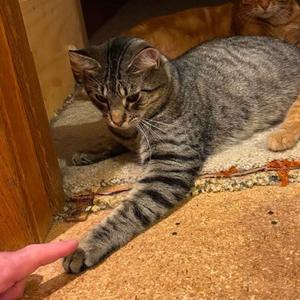 Falafel, adult, available for adoption