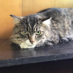 Boots, adult, available for adoption