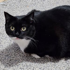Baxter, adult, available for adoption