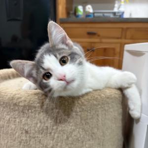 Caterpillar, kitten, available for adoption