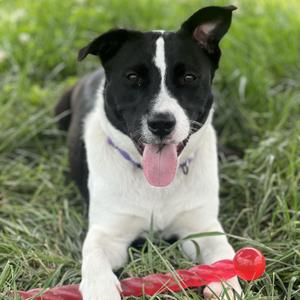 Thea, Border Collie, young, available for adoption