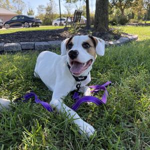 Brooks, Hound, puppy, available for adoption