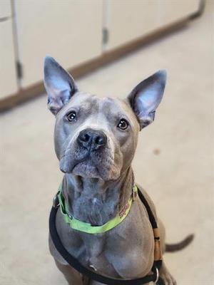 A blue pitbull with large ears sits looking upwards.
