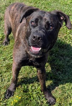 COLOSSUS, Labrador Retriever / Mastiff, adult, available for adoption