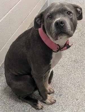 GIRLIE, Pit Bull Terrier, adult, available for adoption