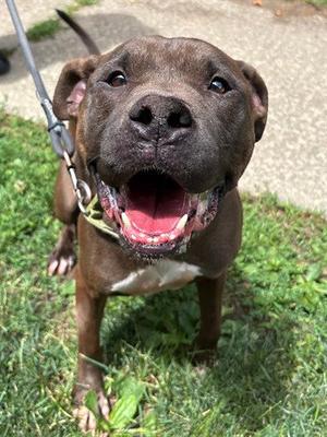 DUKE, Pit Bull Terrier, adult, available for adoption