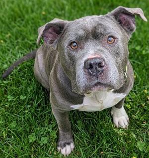 AL, Staffordshire Bull Terrier, adult, available for adoption