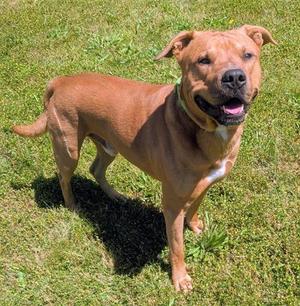 BUBBLES (BUBS), Rhodesian Ridgeback / American Pit Bull Terrier, adult, available for adoption